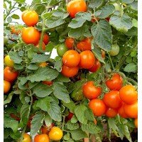 Семена томата Оранжевый земледелец F1 10 шт Семена томата Оранжевый земледелец F1 10 шт