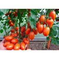 Семена томата Пламя F1 10 шт Семена томата Пламя F1 10 шт