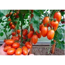 Насіння томату Пламя F1 10 шт