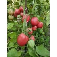 Насіння томату Сіндбад F1 10 шт Насіння томату Сіндбад F1 10 шт