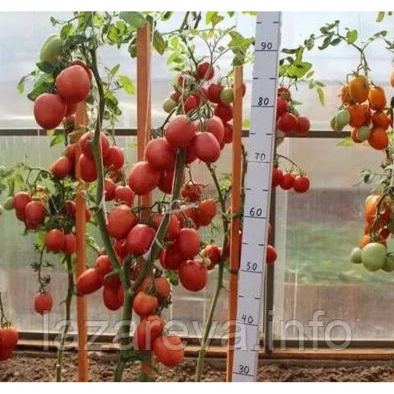 Насіння томату Сіндбад F1 10 шт Насіння томату Сіндбад F1 10 шт