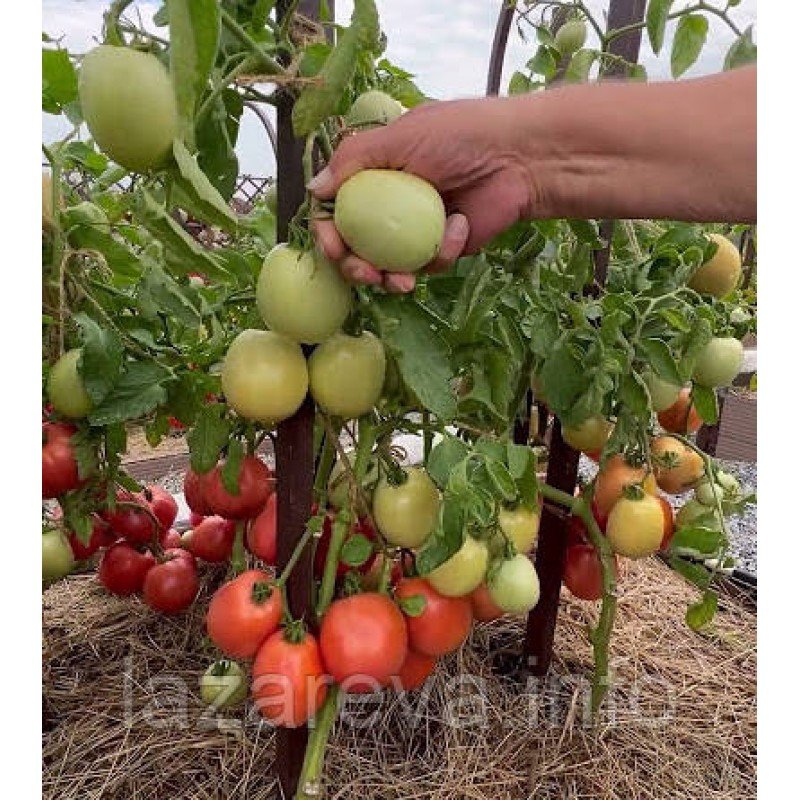 Насіння томату Сіндбад F1 10 шт Насіння томату Сіндбад F1 10 шт