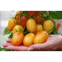 Насіння томату Пікнік Золотий F1 10 шт. Насіння томату Пікнік Золотий F1 10 шт.