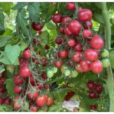 Насіння томата Рожеве сузір’я F1 5 насінин