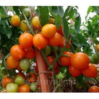 Насіння томату Артістка F1 10 шт Насіння томату Артістка F1 10 шт