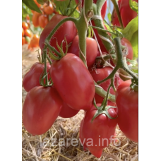 Насіння томату Сулейман F1 10 шт