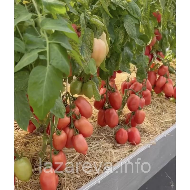 Насіння томату Сулейман F1 10 шт Насіння томату Сулейман F1 10 шт