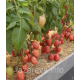 Насіння томату Сулейман F1 10 шт Насіння томату Сулейман F1 10 шт
