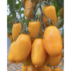 Насіння томату Сієста F1 5 шт