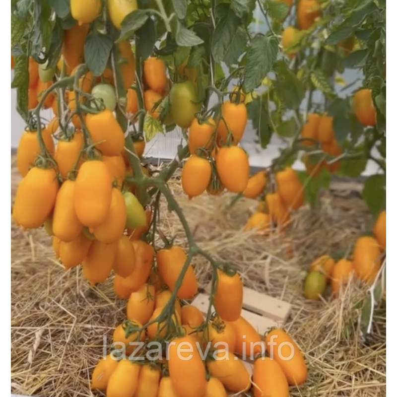 Насіння томату Сієста F1 5 шт Насіння томату Сієста F1 5 шт