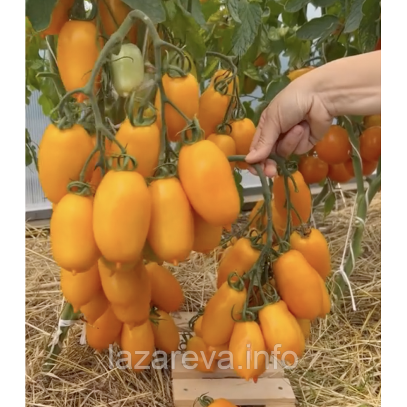 Насіння томату Сієста F1 5 шт Насіння томату Сієста F1 5 шт