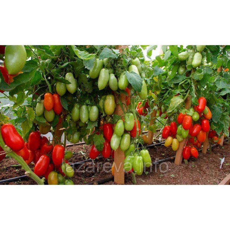 Насіння томату Агафья F1 10 шт Насіння томату Агафья F1 10 шт