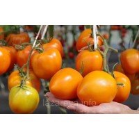 Насіння томату Мальта F1 5 шт