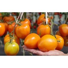 Насіння томату Мальта F1 5 шт