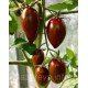 Насіння томату Шоколадні пальчики F1 5 шт Насіння томату Шоколадні пальчики F1 5 шт