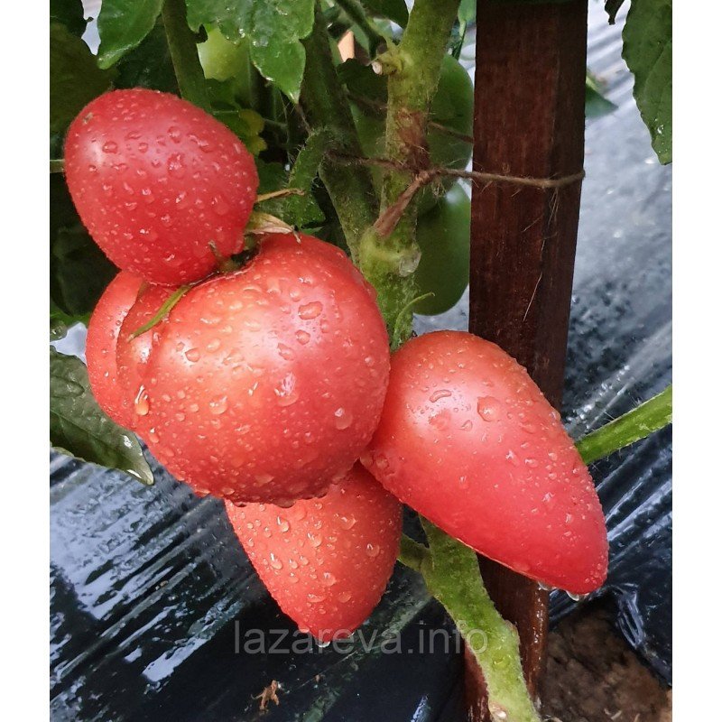 Насіння томату Гном Балет Мелані (Dwarf Melanie's Ballet) 10 шт