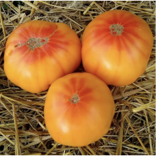 Насіння томату Абрикосовий конфітюр 15 насінин