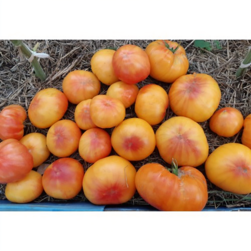 Семена томата Абрикосовый конфитюр 15 семян