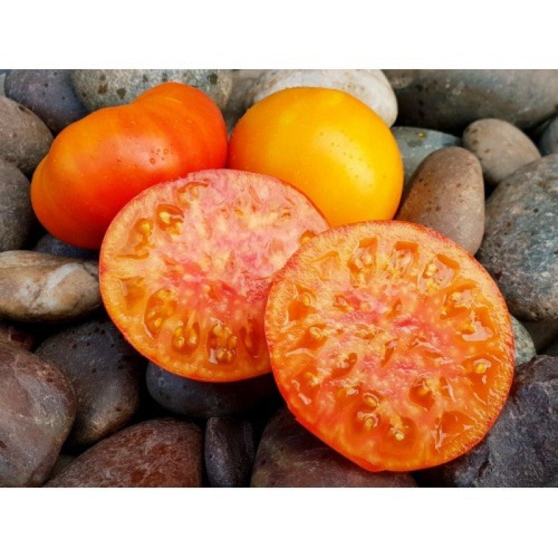 Семена томата Абрикосовый конфитюр 15 семян