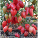 Насіння томату Гном Десперадо (Dwarf Desperado) 10 шт Насіння томату Гном Десперадо (Dwarf Desperado) 10 шт