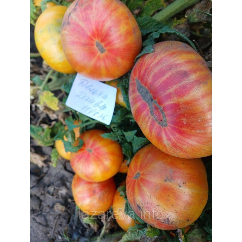 Насіння томату Гном Дельта Дайвер (Dwarf Delta Diver) 10 шт Насіння томату Гном Дельта Дайвер (Dwarf Delta Diver) 10 шт