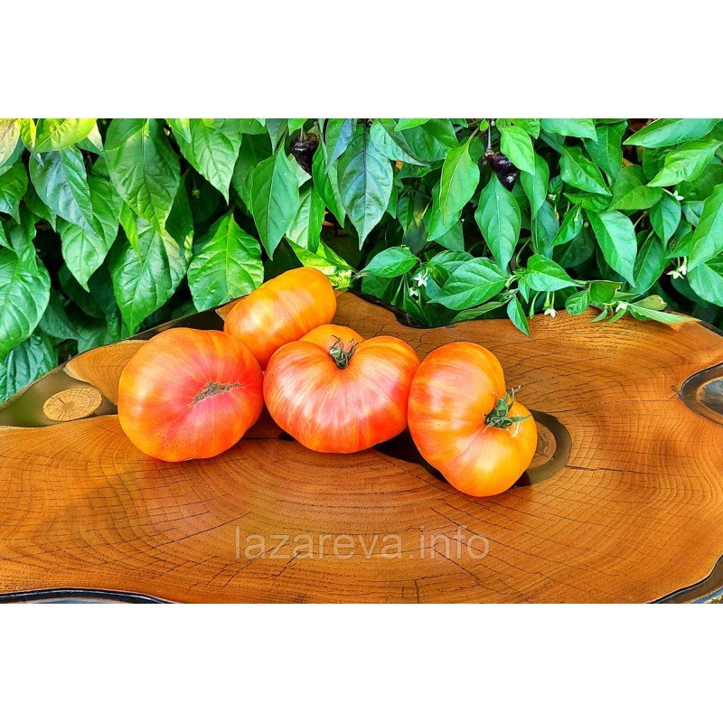 Насіння томату Гном Дельта Дайвер (Dwarf Delta Diver) 10 шт Насіння томату Гном Дельта Дайвер (Dwarf Delta Diver) 10 шт