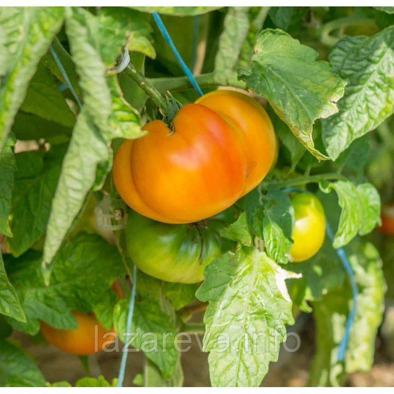 Насіння томату Гном Зігзаг Удачі (Dwarf Lucky Swirl) 10 шт Насіння томату Гном Зігзаг Удачі (Dwarf Lucky Swirl) 10 шт