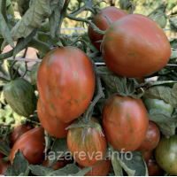 Семена томата Гном Любовь Одри (Dwarf Audrey’s Love)  10 шт Семена томата Гном Любовь Одри (Dwarf Audrey’s Love)  10 шт