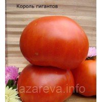 Семена томата Король гигантов 60 семян