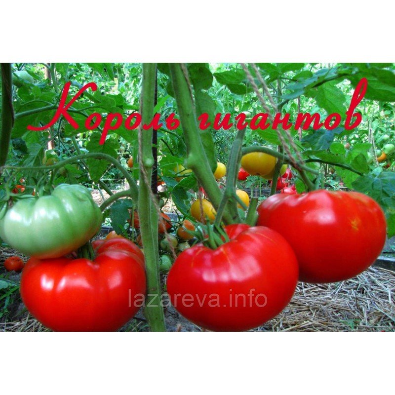 Насіння томату Король гігантів 60 насінин Насіння томату Король гігантів 60 насінин