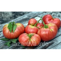 Насіння томату Гном Солодка Жар Птиця (Dwarf Firebird Sweet) 10 шт Насіння томату Гном Солодка Жар Птиця (Dwarf Firebird Sweet) 10 шт