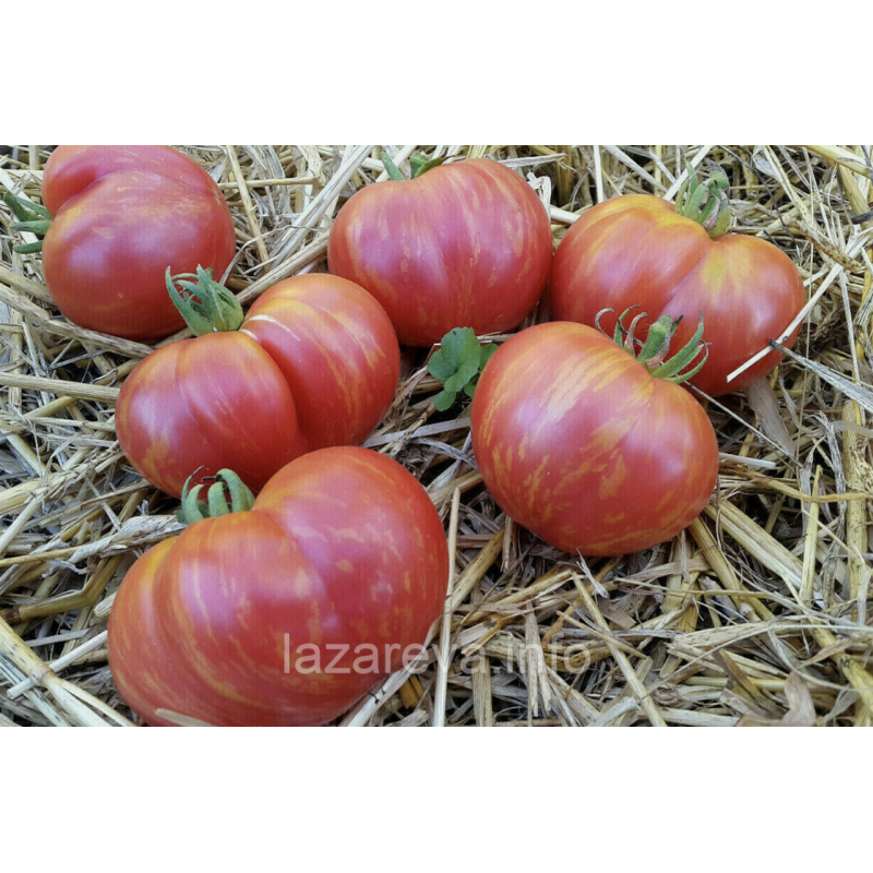 Насіння томату Гном Солодка Жар Птиця (Dwarf Firebird Sweet) 10 шт Насіння томату Гном Солодка Жар Птиця (Dwarf Firebird Sweet) 10 шт