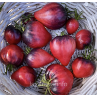 Семена томата Синие Горы Сержанта Пеппера (Sgt. Pepper's Blue Hills) 10 шт