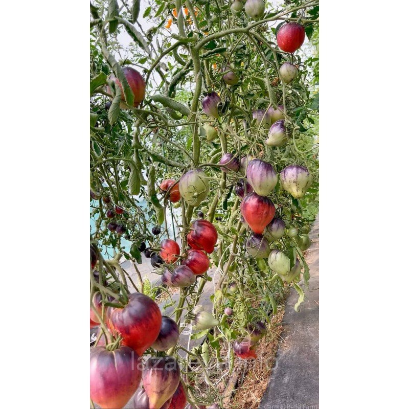 Насіння томату Сині Гори Сержанта Пеппера (Sgt. Pepper's Blue Hills) 10 шт Насіння томату Сині Гори Сержанта Пеппера (Sgt. Pepper's Blue Hills) 10 шт