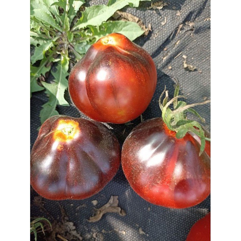 Насіння томата Темний Лорд  (Dark Lord) 15 шт