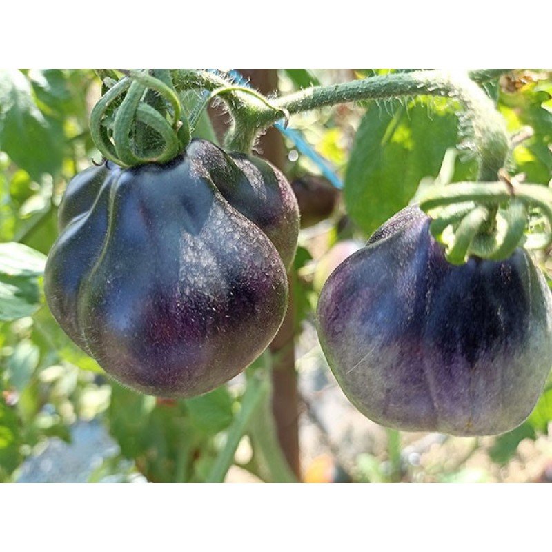 Насіння томата Темний Лорд  (Dark Lord) 15 шт