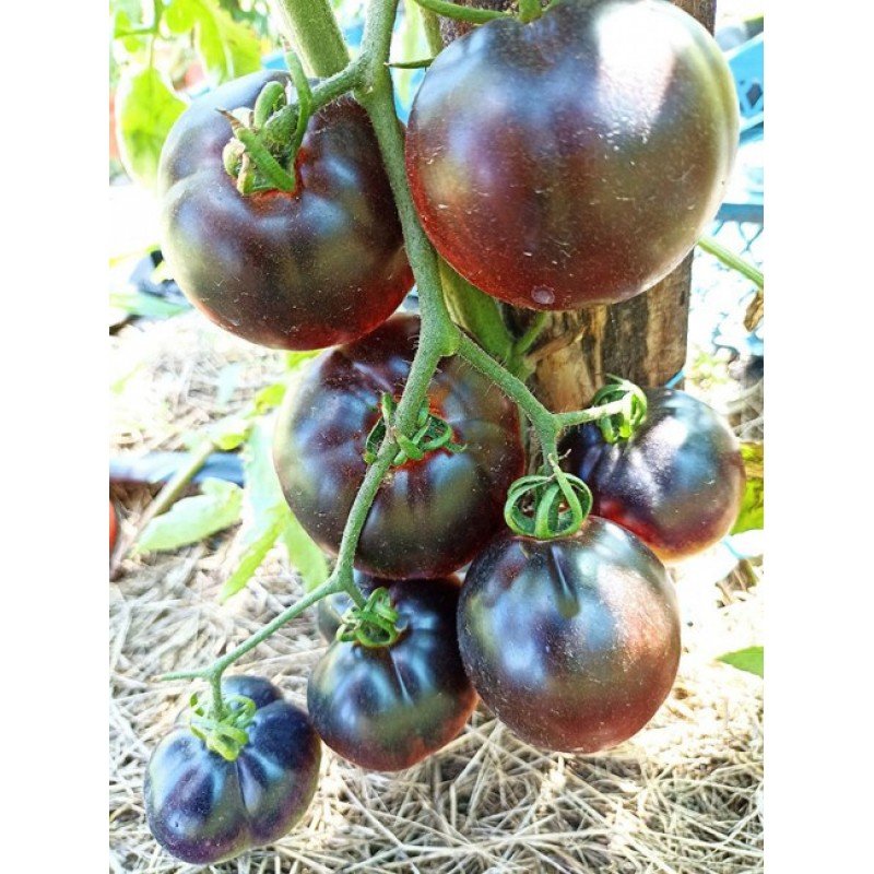 Насіння томата Темний Лорд  (Dark Lord) 15 шт