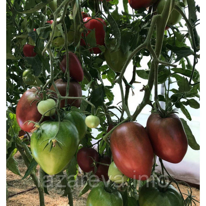 Насіння томату Темно-коричневий мед (Dark Brown Honey) 10 шт Насіння томату Темно-коричневий мед (Dark Brown Honey) 10 шт