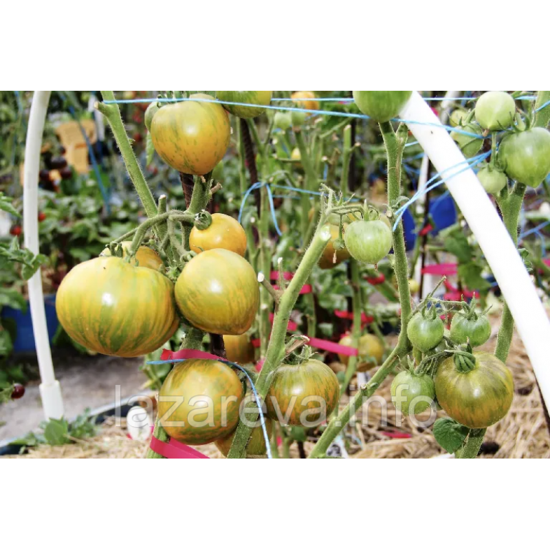 Насіння томату Гном Сяйво Вавилону (Babylon's Glow Dwarf) 10 нас Насіння томату Гном Сяйво Вавилону (Babylon's Glow Dwarf) 10 нас