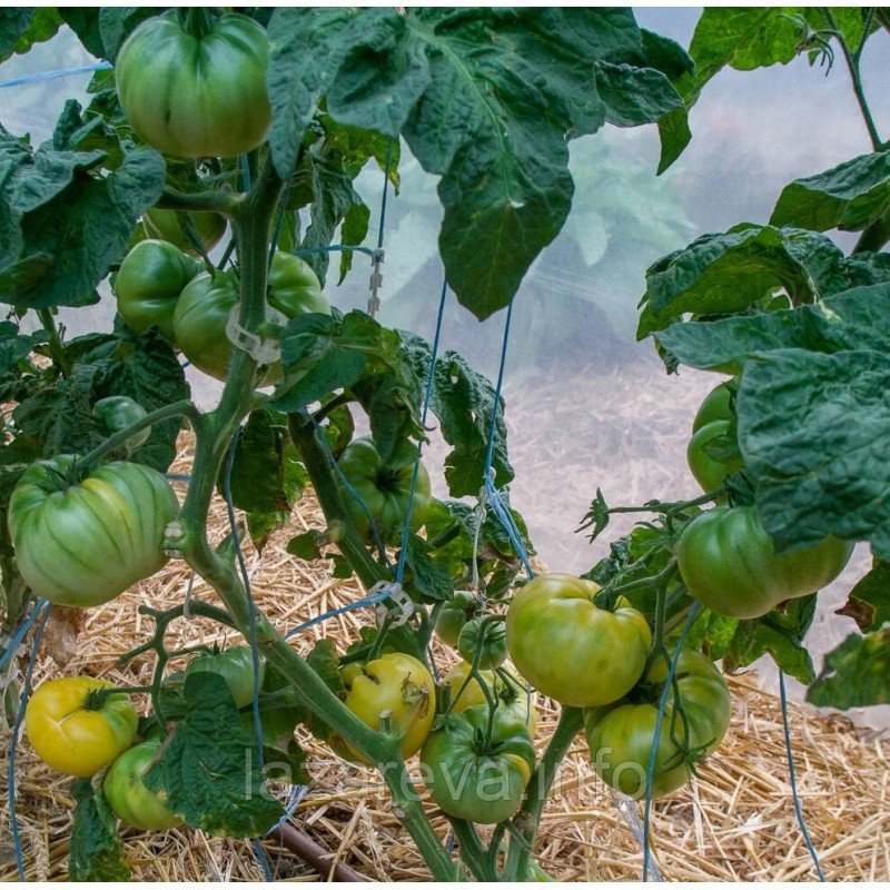 Насіння томату Гном Фантазія Уолтера (Dwarf Walter's Fancy) 10 шт Насіння томату Гном Фантазія Уолтера (Dwarf Walter's Fancy) 10 шт