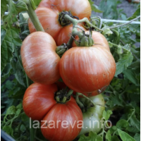 Семена томата Гном Чероки Большой Тигр (Cherokee Tiger Large) 10 шт Семена томата Гном Чероки Большой Тигр (Cherokee Tiger Large) 10 шт
