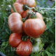 Насіння томату Гном Черокі Великий Тигр (Cherokee Tiger Large) 10 шт Насіння томату Гном Черокі Великий Тигр (Cherokee Tiger Large) 10 шт