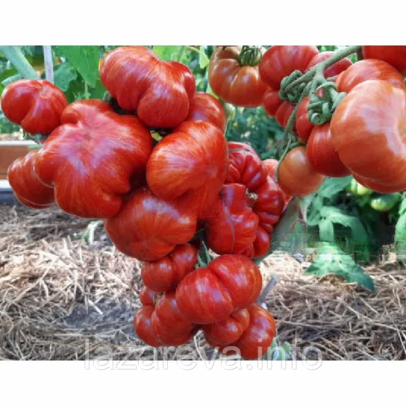 Насіння томату Гном Черокі Великий Тигр (Cherokee Tiger Large) 10 шт Насіння томату Гном Черокі Великий Тигр (Cherokee Tiger Large) 10 шт