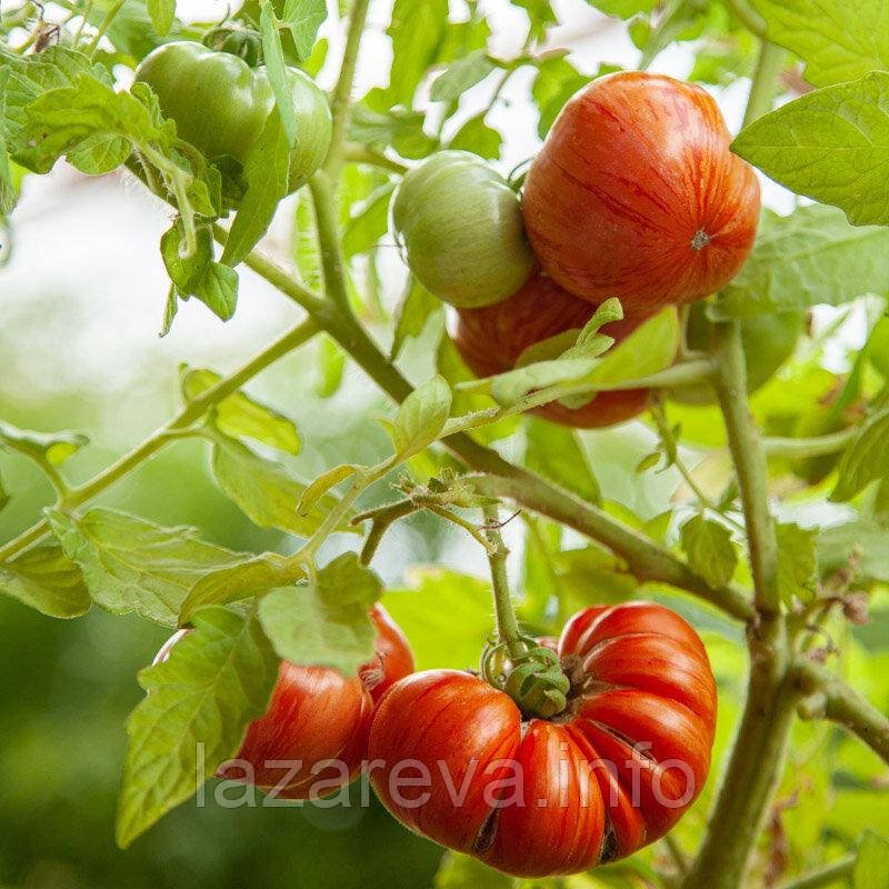 Насіння томату Гном Черокі Великий Тигр (Cherokee Tiger Large) 10 шт Насіння томату Гном Черокі Великий Тигр (Cherokee Tiger Large) 10 шт