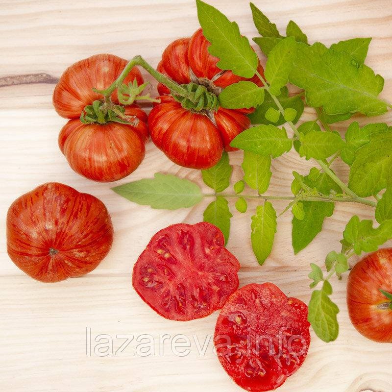 Насіння томату Гном Черокі Великий Тигр (Cherokee Tiger Large) 10 шт Насіння томату Гном Черокі Великий Тигр (Cherokee Tiger Large) 10 шт