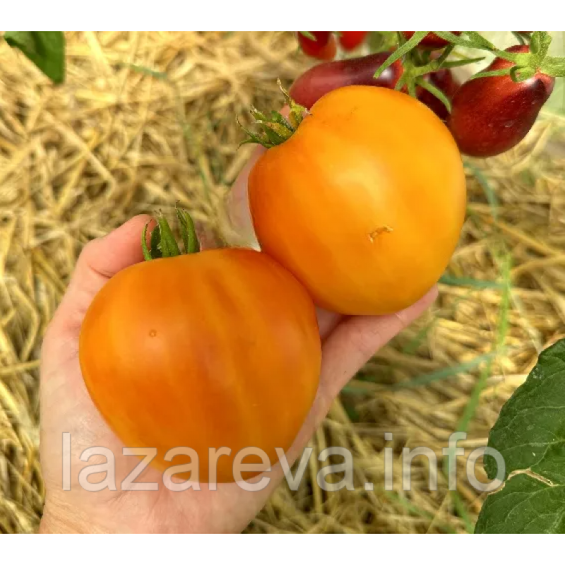 Насіння томату Гном Частування Глорії (Dwarf Gloria's Treat) 10 нас Насіння томату Гном Частування Глорії (Dwarf Gloria's Treat) 10 нас