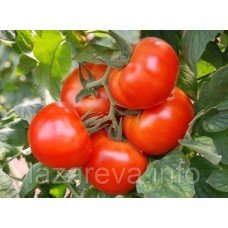 Насіння томату Король ранніх 30 насінин