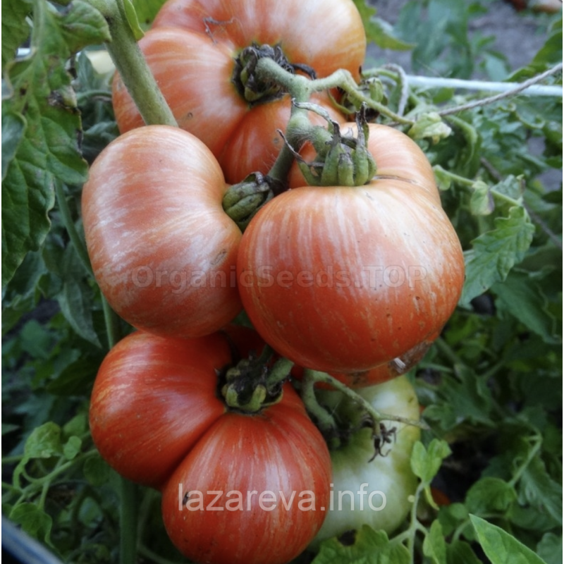 Насіння томату Гном Шоколадний Чемпіон (Chocolate Champion) 10 нас Насіння томату Гном Шоколадний Чемпіон (Chocolate Champion) 10 нас