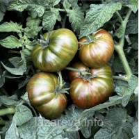 Семена томата Гном Шоколадная Молния (Dwarf Chocolate Lightning) 10 шт