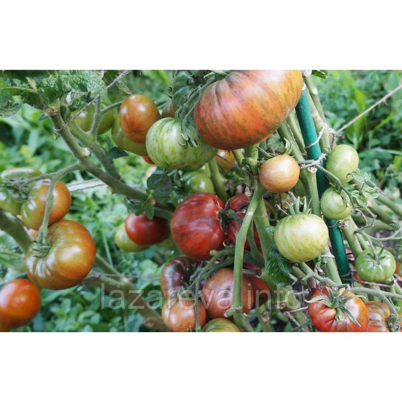 Насіння томату Гном Фестиваль Аделаїди (Dwarf Adelaide Festival) 10 нас Насіння томату Гном Фестиваль Аделаїди (Dwarf Adelaide Festival) 10 нас